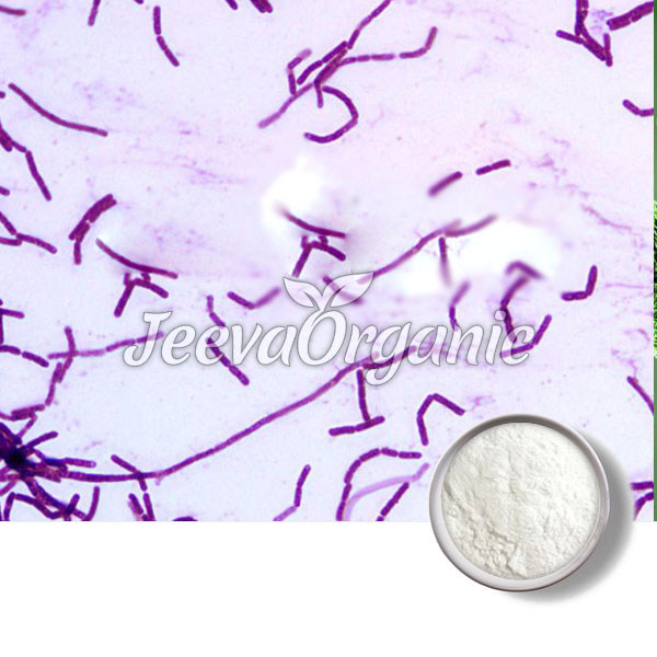Bulk Bacillus Clausii Powder 100 B cfu/g Supplier | Bacillus Clausii Powder