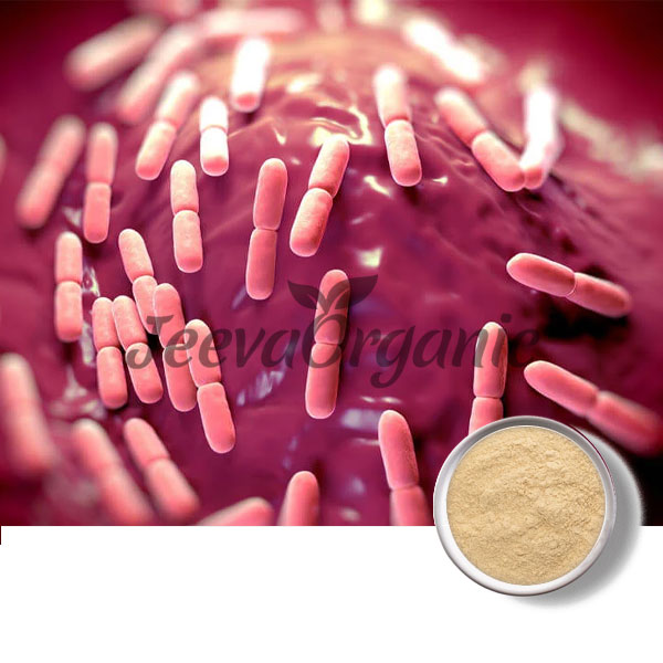 Bacillus coagulans Powder