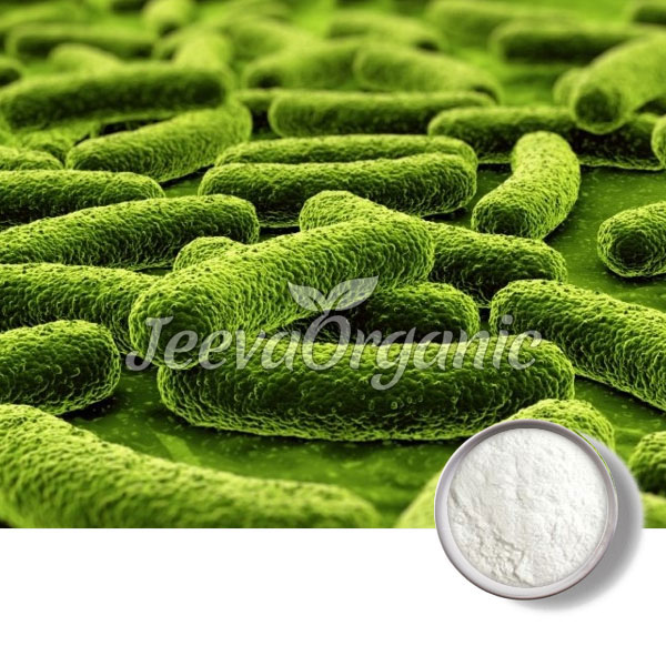 Bifidobacterium Lactis Powder