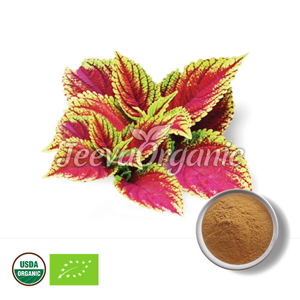 Organic Coleus Forskohlii Powder