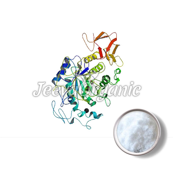 Pancreatin Fungal Enzyme(Aspergillus)