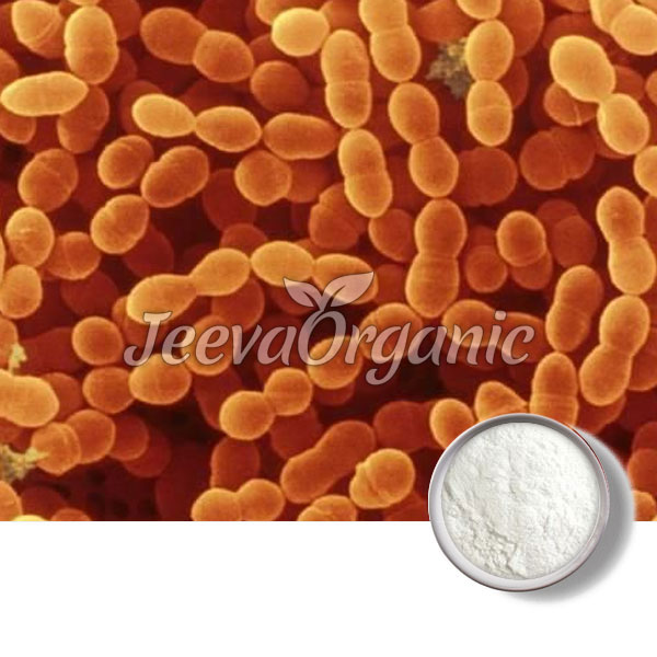 Streptococcus Thermophilus Powder