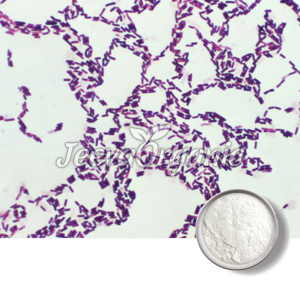 Bacillus Coagulance