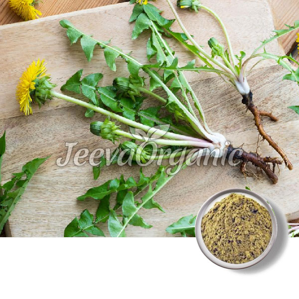 USDA Approved Bulk Organic Dandelion Root Extract Powder