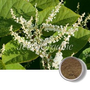 Giant Knotweed Extract Powder