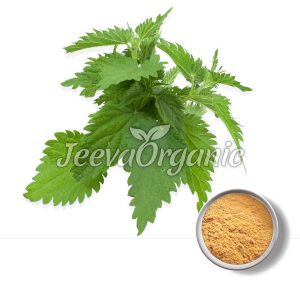 Nettle Leaf Extract Powder 10:1
