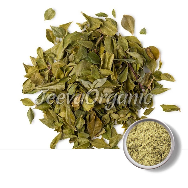 Buchu Leaf Extract powder 10:1