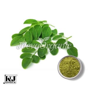 Moringa Leaf Extract Powder 4:1