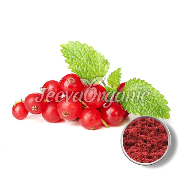 Organic Cranberry Fruit Extract Powder