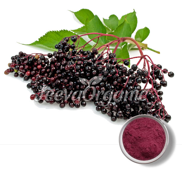 Organic Elderberry Extract Powder 10:1