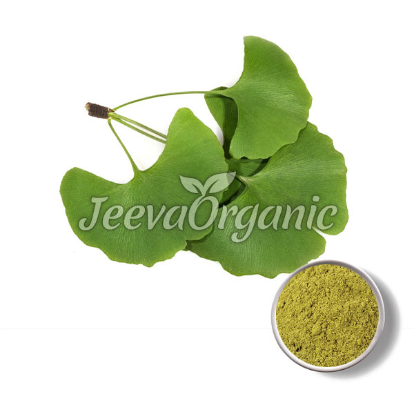 Organic Ginkgo Biloba leaf Powder