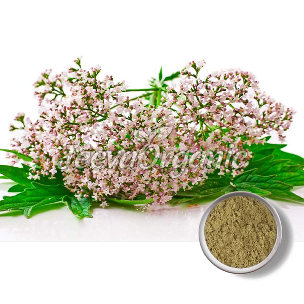 Organic Valerian Extract Powder 4:1