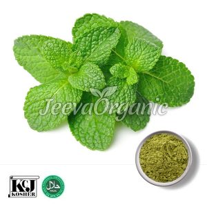 Peppermint Extract Powder 10:1
