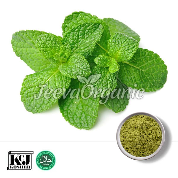 Peppermint Extract Powder 10:1
