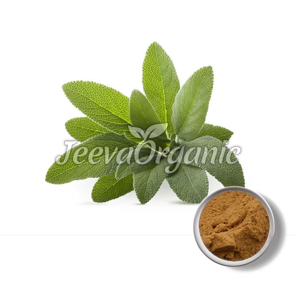 Sage Leaf Extract Powder 4:1