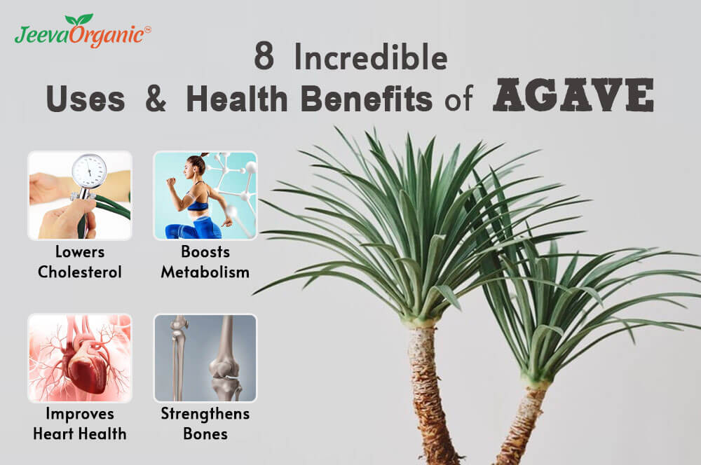 8-incredible-uses-and-health-benefits-of-agave-agave-powder