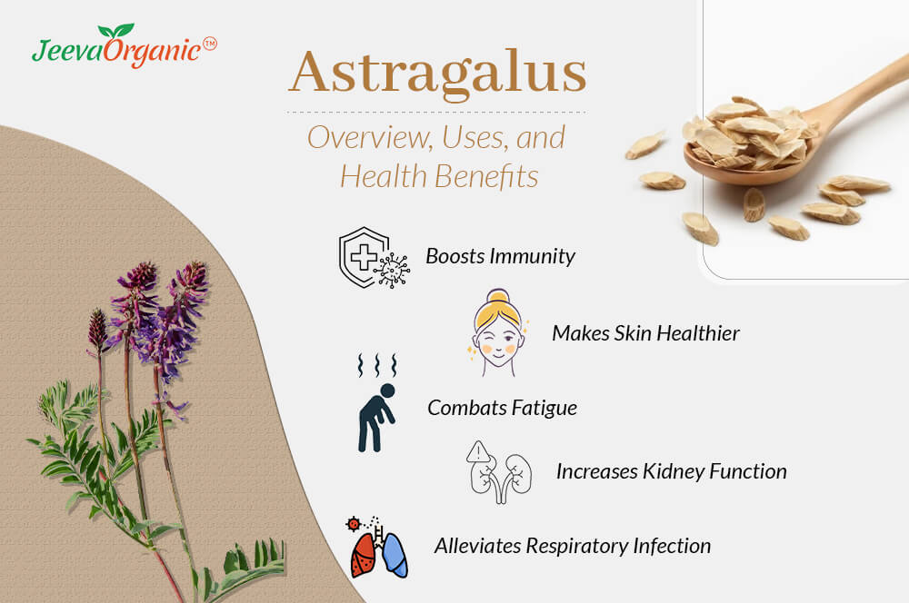 Astragalus Root