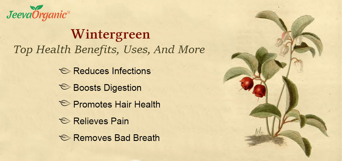 wintergreen plant