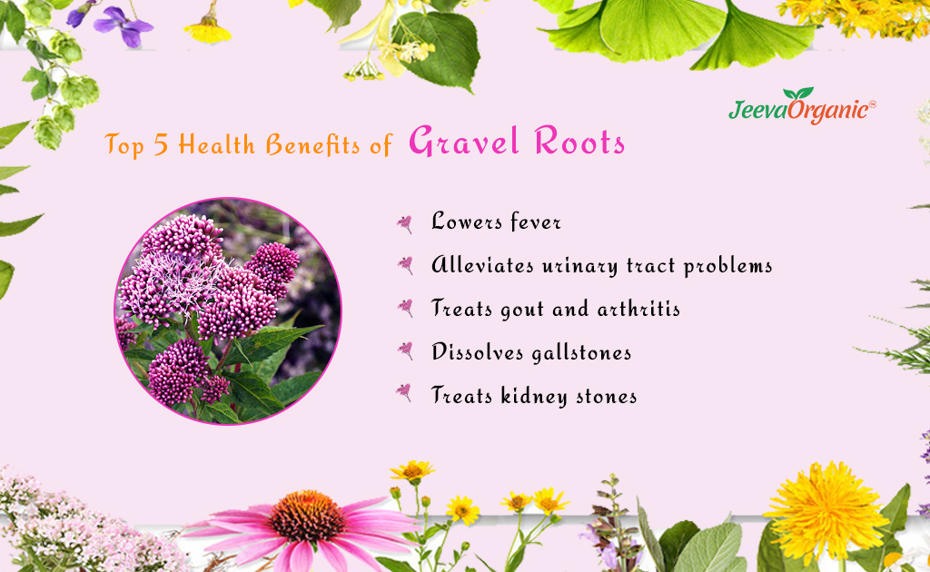 ROOTS - HEALTH BENEFITS OF STUBBORN GRASS FOR RHEUMATISM/