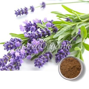 Organic Lavender Extract Powder 4:1