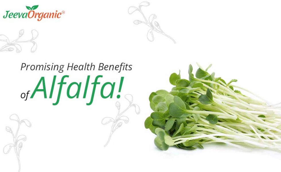 Promoting Health Benefits of Alfalfa
